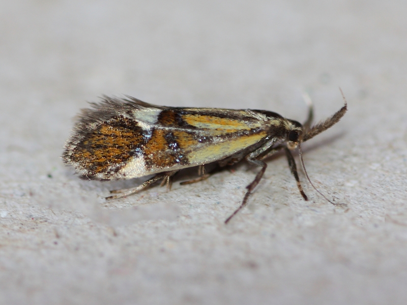 Altra piccola da identificare (4-6 mm) - Alabonia geoffrella, Oecophoridae